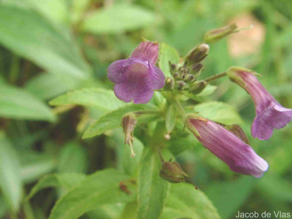 Limnophila aromatica (Lam.) Merr.